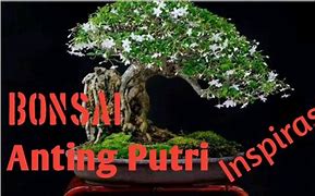 Tresnoku Koyo Bonsai Anting Putri Artinya Dalam Bahasa Indonesia